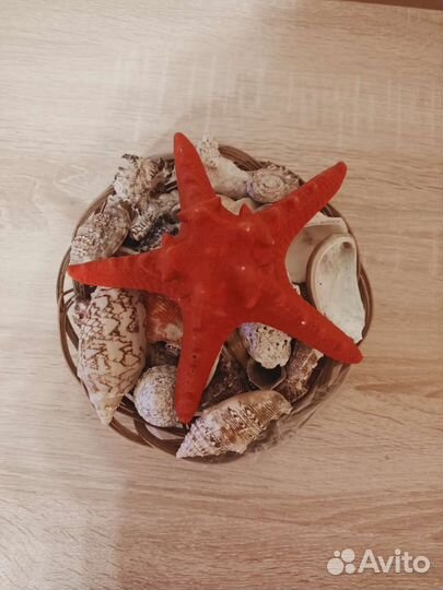 Морские ракушки раковины
