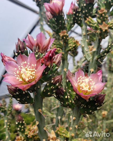 Морозостойкие кактусы