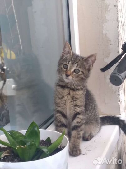 Малыш ищет дом