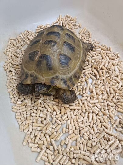 Черепаха сухопутная