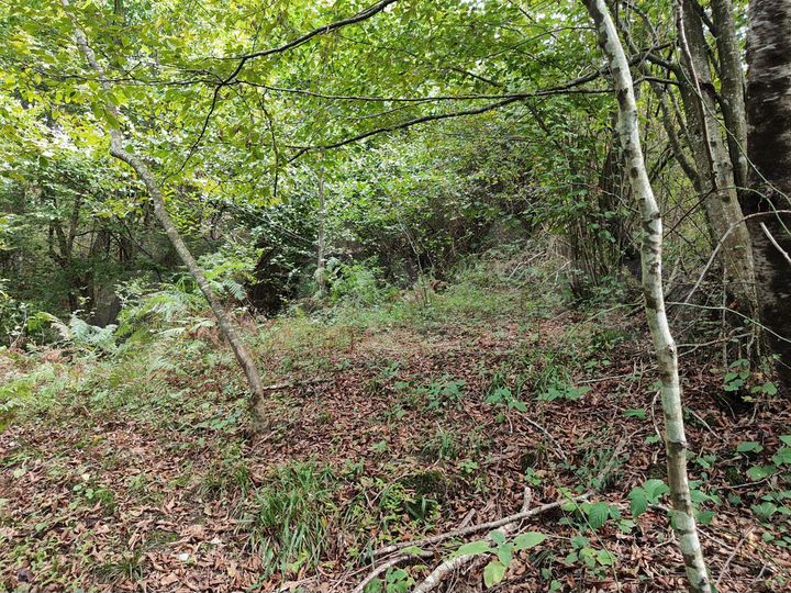 Участок 6 сот. (СНТ, ДНП)