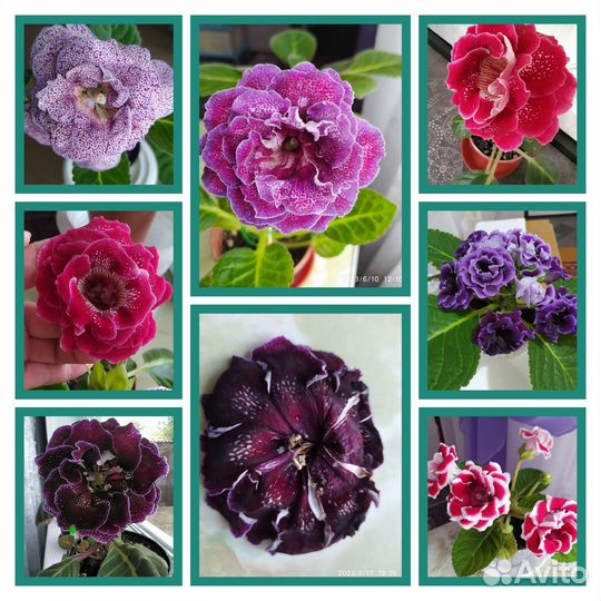 Глоксинии махровые сортовые, листики, детки