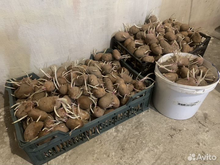 Семенной картофель