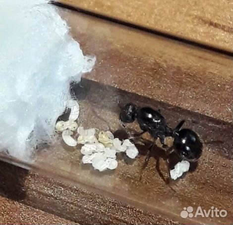 Матка с муравьями