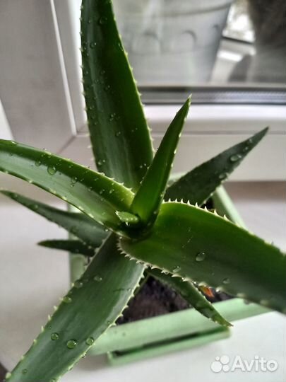 Алоэ комнатные растения