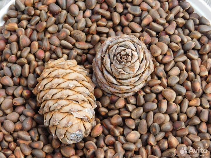 Шишки кедра и Орех кедровый