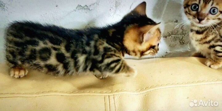 Манчкины коротколапики 1,5 мес Резервирование