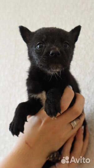 Девочка, два месяца