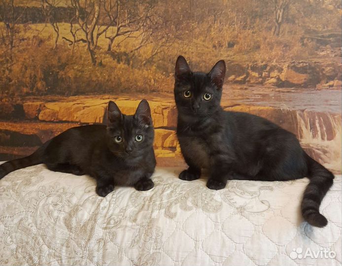 Два котика коротколапика