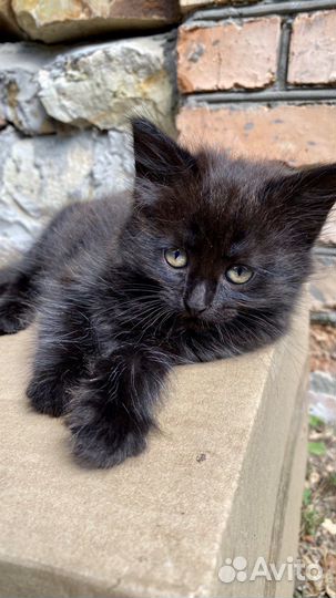 Котята в дар