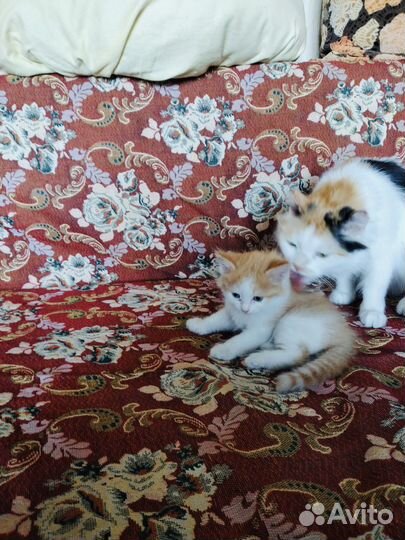 Отдам котят