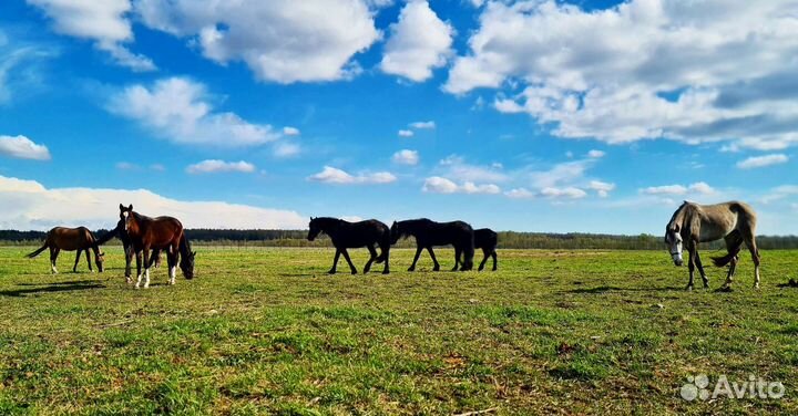 Постой для лошадей