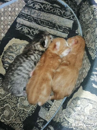 Кошка в дар бесплатно