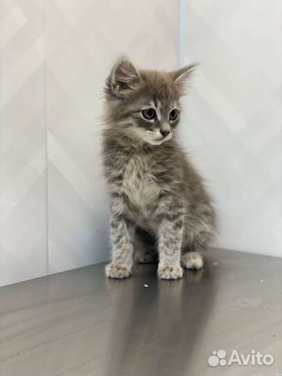 Котята в добрые руки бесплатно