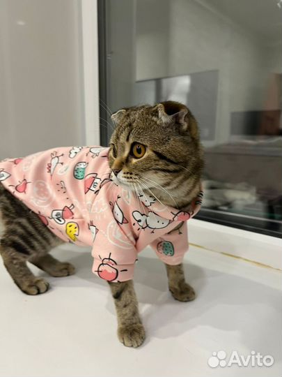 Шотландская кошка вязка