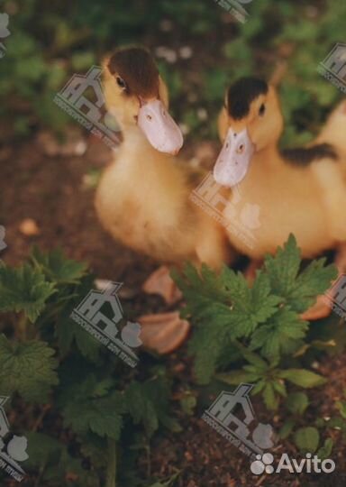 Утка бройлерная Агидель,Фаворит,Башкирка