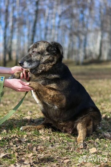 Балин-пампушка, уютная собаченька ищет дом