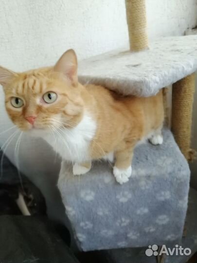 Классный кот - в добрые руки