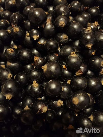 Черная смородина