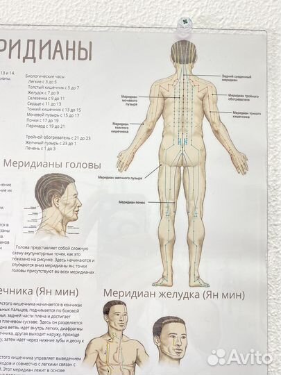 Плакаты акупунктурные меридианы