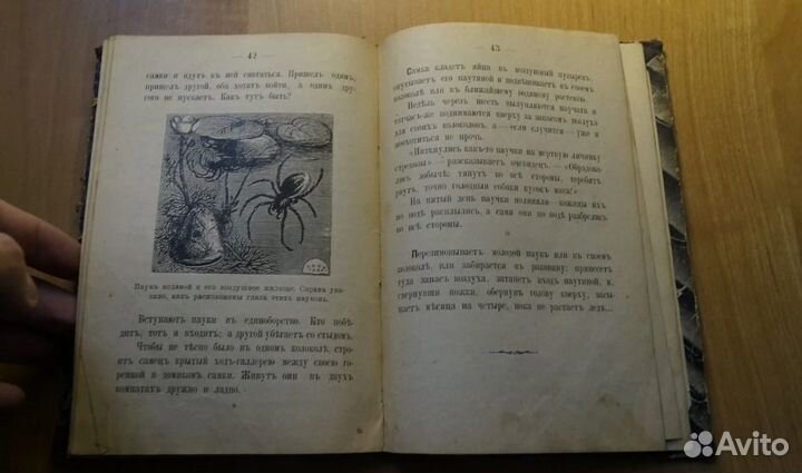 Книга про пауков паук до 1917 год