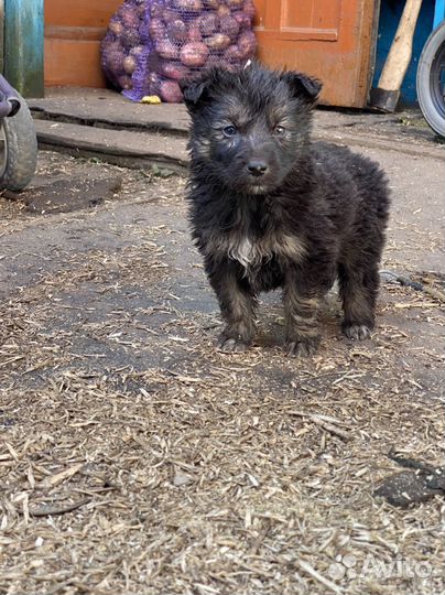 Щенки помесь немецкой овчарки