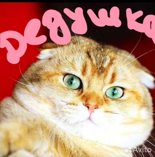 Шотландская малышка