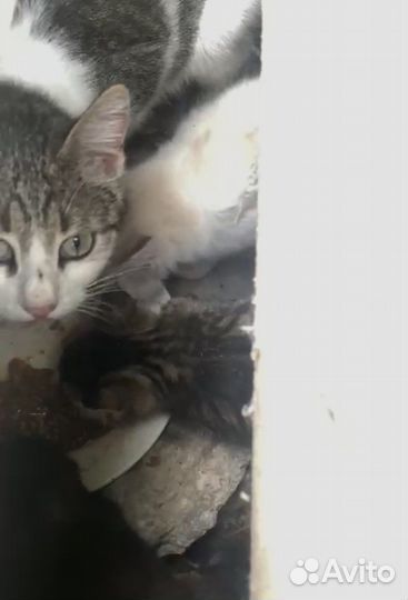 Кошка с детьми ищет семью