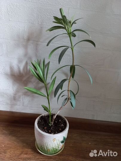 Олеандр махровый розовый