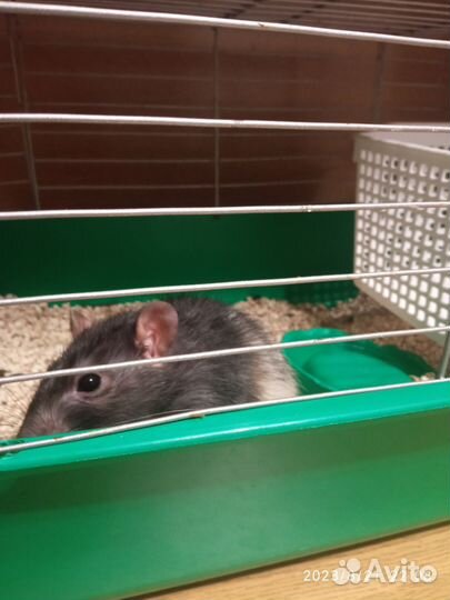 2 крысы с клетками