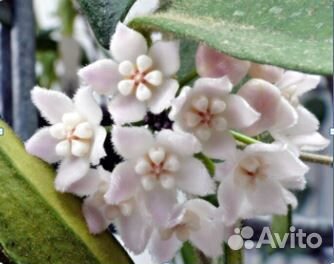 Растения, Хойя