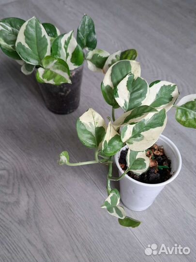 Сциндапсусы. Эпипремнумы 4 вида