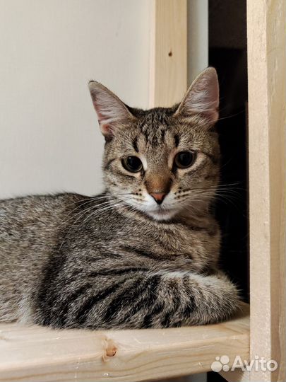 Кошка Крошка ищет дом