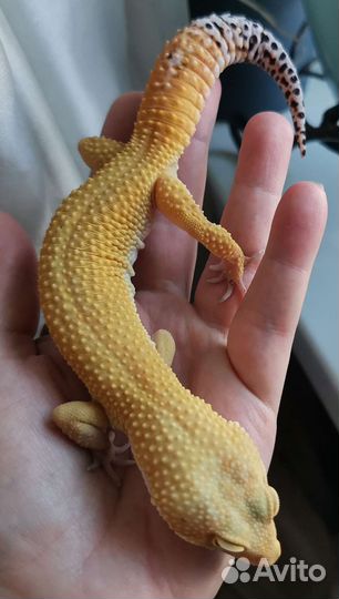 Эублефары самцы