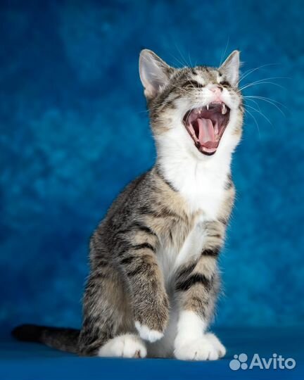 Котенок в дар