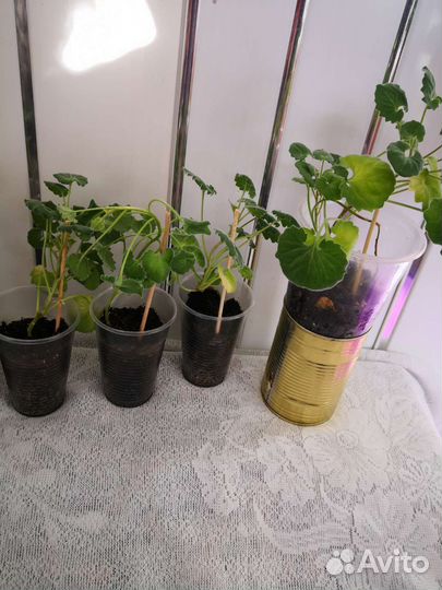 Кампанула (жених)