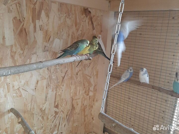 Попугай розеллы