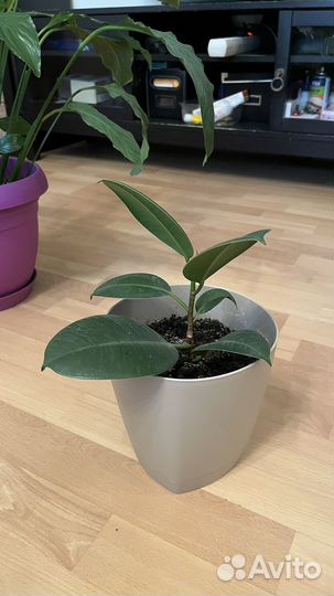 Спатифиллум, антуриум, фикус, Сансевиерия