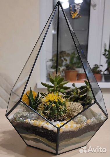 Флорариум из суккулентов.Кактус.Подарок 1 сентября