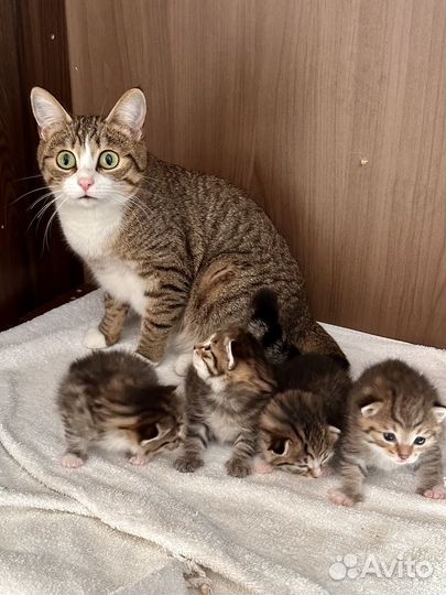 Котята от домашней кошки