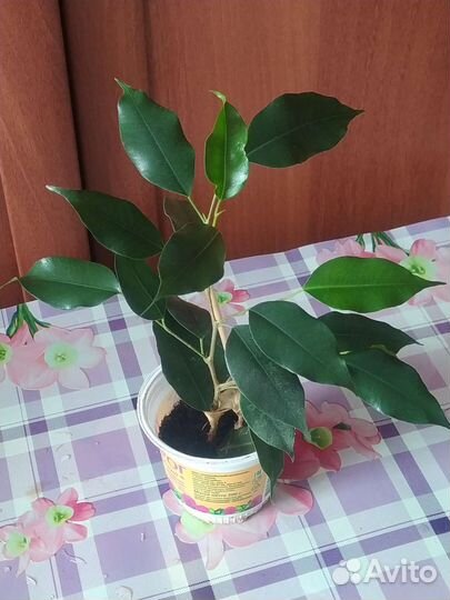 Фикус бенджамина