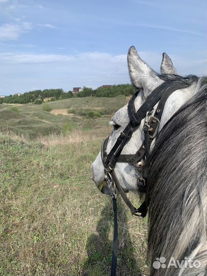 Орловская кобыла