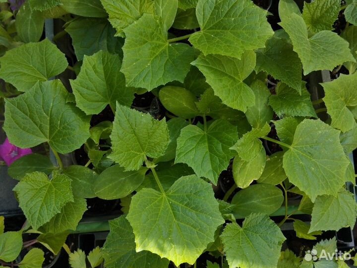 Рассада огурцов