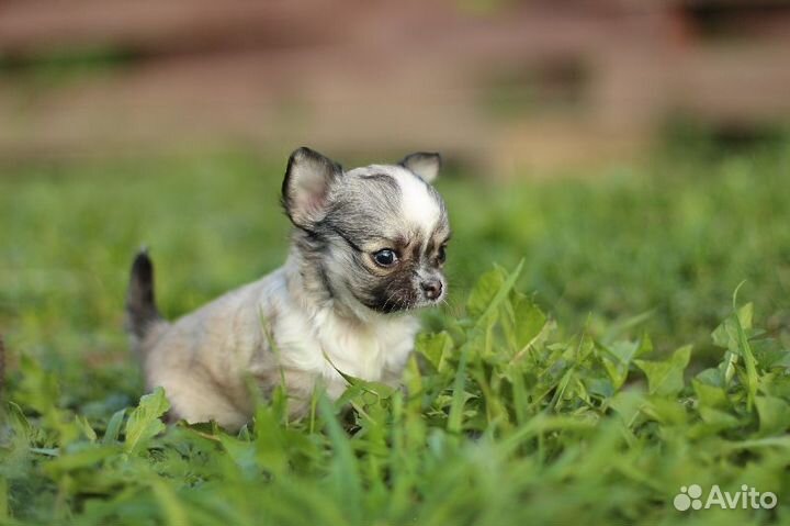 Малыши Чихуахуа