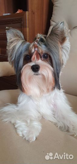 Бивер Йорк вязка