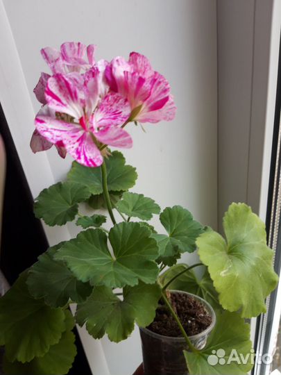 Пеларгония сортовая