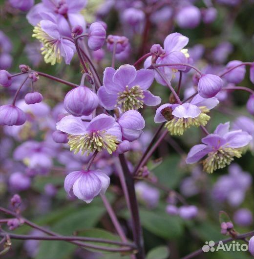 Василистники на фото 3 вида