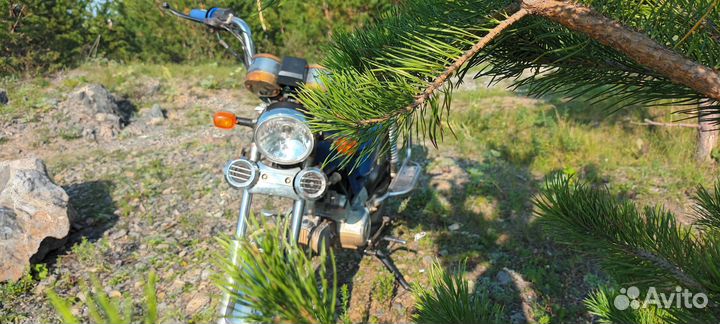 Irbis virago