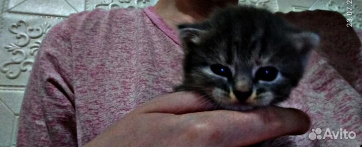 Продам катëнка, от британки и Сибирского кота