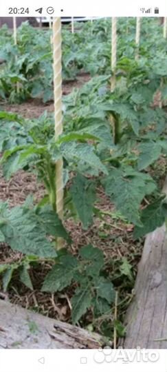 Колышки для помидора